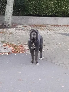 Chien trouvé Cane Corso
