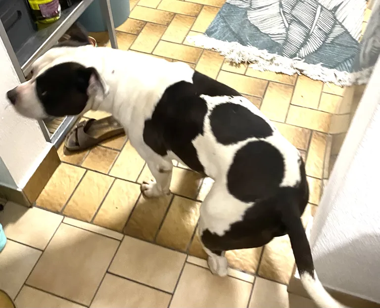 Chien trouvé
