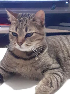 Chat perdu Chat Tigre