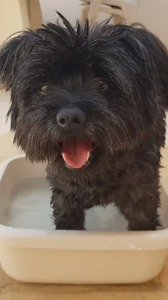 Chien perdu Spitz Allemand