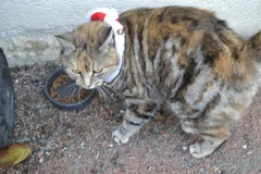 Chat trouvé Sans race particulière