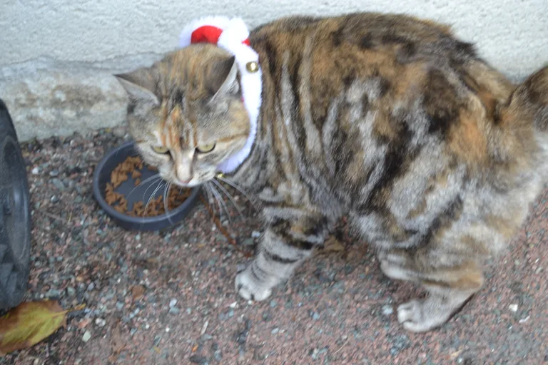 Chat trouvé