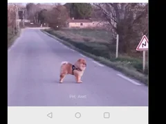 Chien perdu Chow Chow