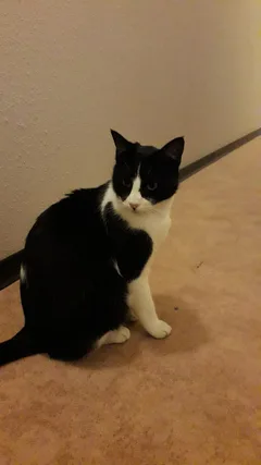 Chat trouvé Européen