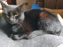 Chat trouvé Européen