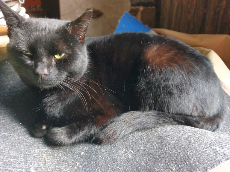 Chat trouvé
