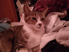 Chat perdu Européen