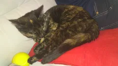 Chat perdu Européen