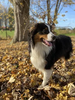 Chien perdu Berger Australien