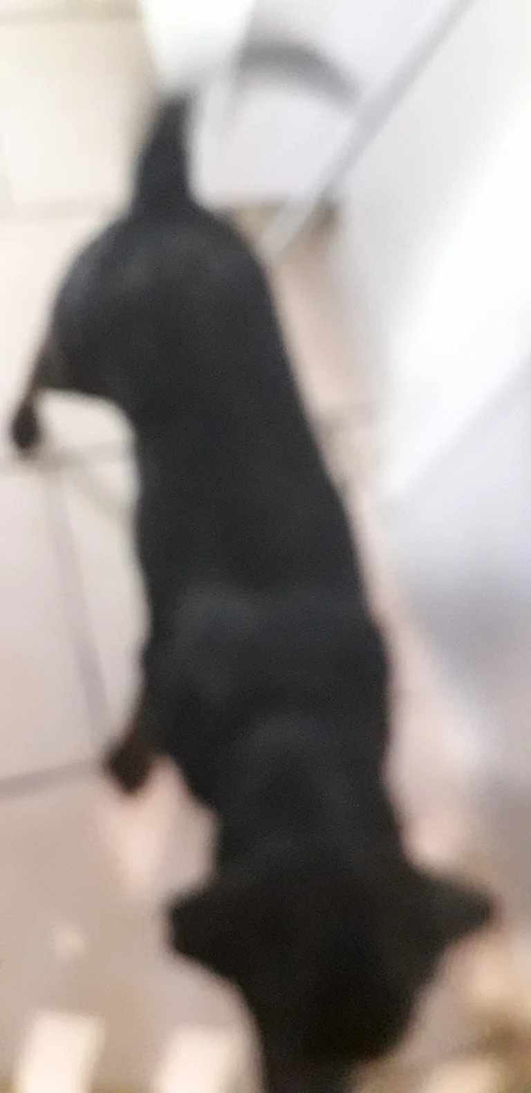 Chien trouvé