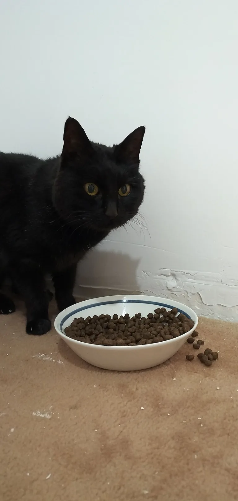 Chat trouvé