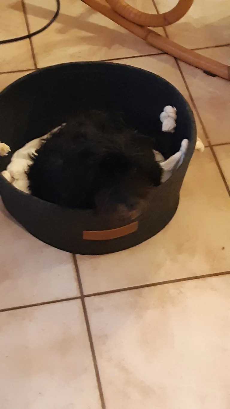 Chipie