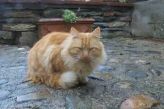 Chat trouvé Européen