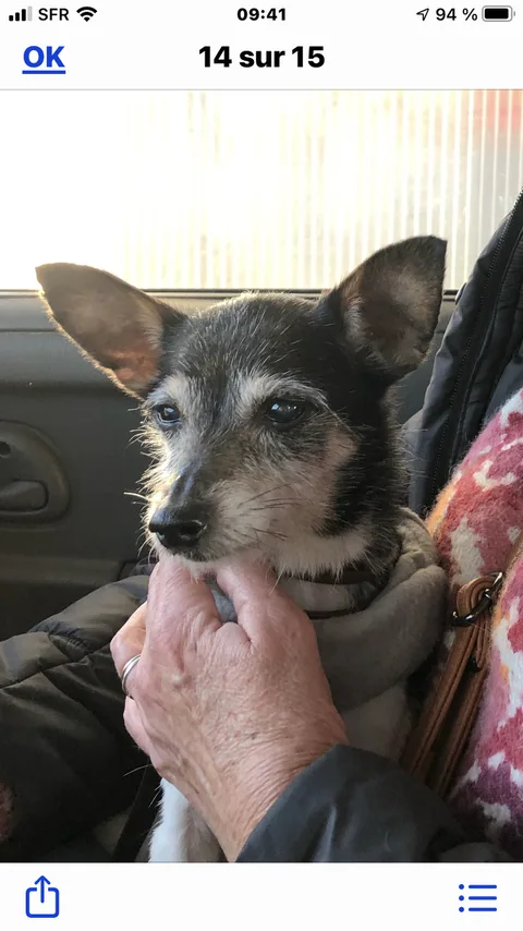 Chien trouvé