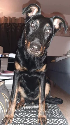 Chien perdu Beauceron