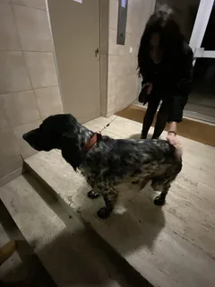 Chien trouvé Cocker Anglais