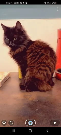 Chat perdu Manx