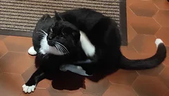 Chat trouvé Européen