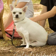 Chien perdu Chihuahua