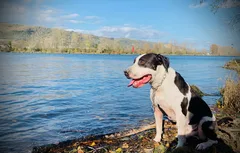 Chien perdu American-Staffordshire-Terrier