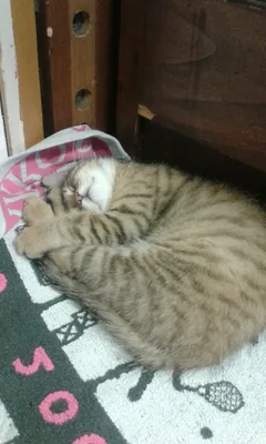 Chat trouvé Européen