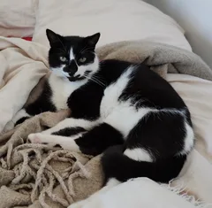 Chat perdu Européen