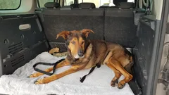 Chien trouvé Croisé