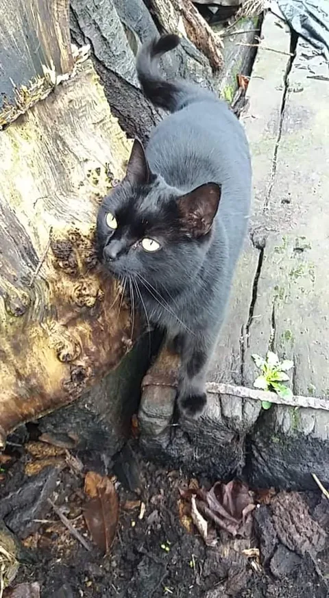 Chat trouvé
