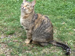 Chat perdu Européen