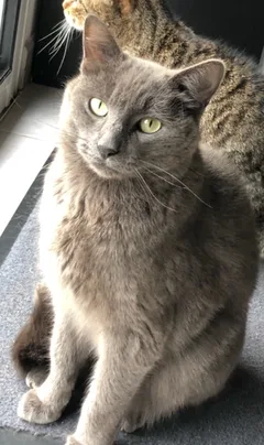 Chat perdu Européen
