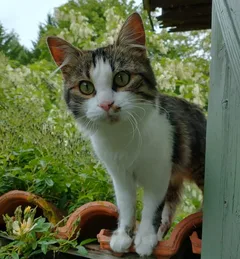 Chat perdu Européen
