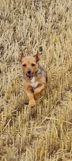 Chien perdu Teckel