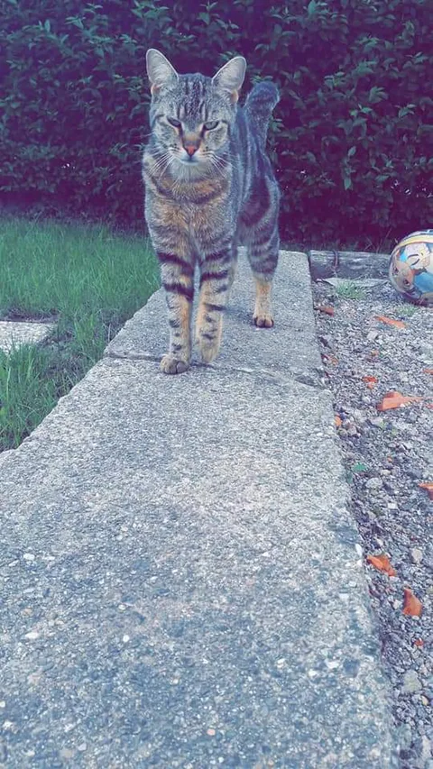 Tigrou