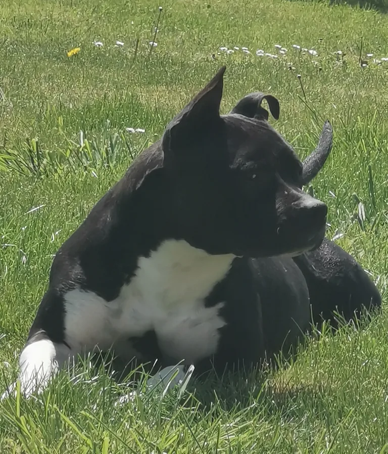Leika