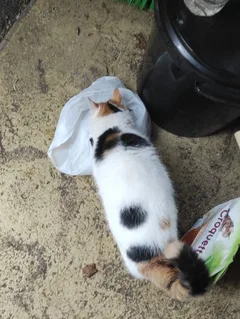 Chat trouvé Européen