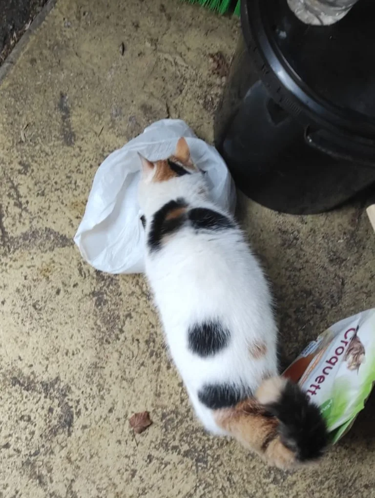 Chat trouvé