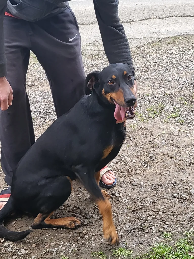 Chien trouvé