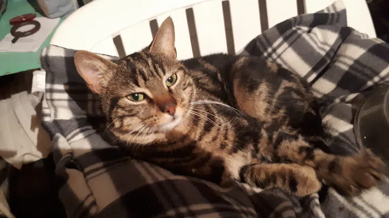 Chat trouvé