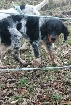 Chien trouvé Setter Anglais