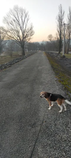 Chien perdu Beagle