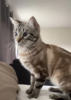 Chat perdu Européen