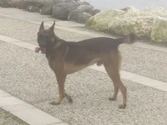 Chien trouvé Berger Belge Malinois