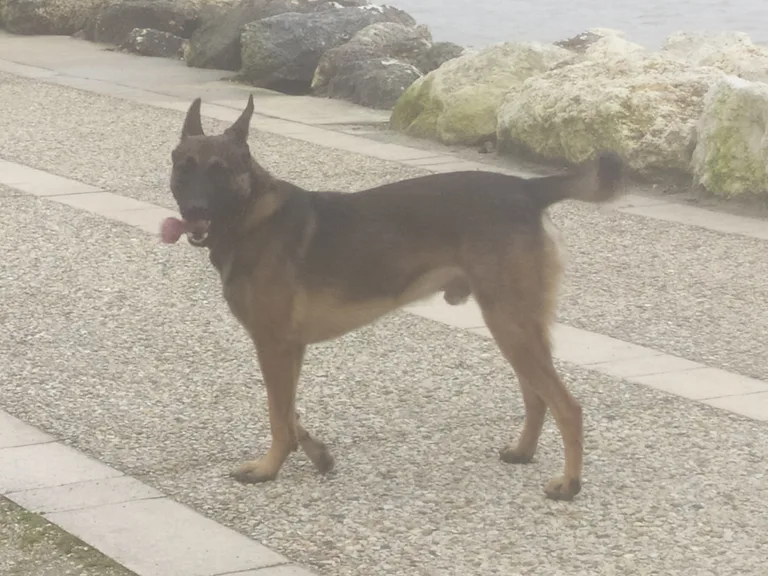 Chien trouvé