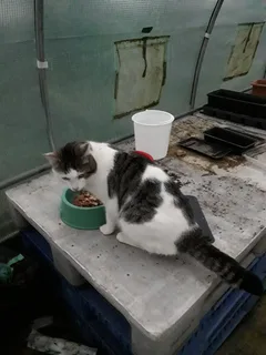Chat trouvé Européen