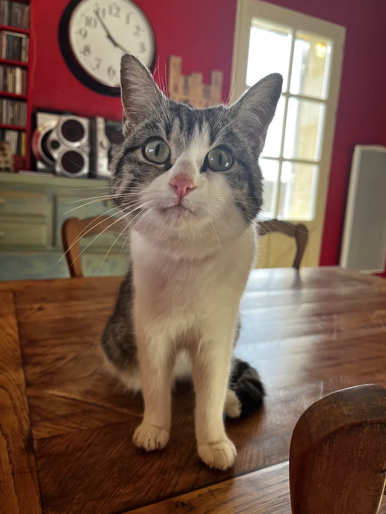 Chat trouvé