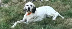 Chien perdu Setter Anglais