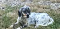 Chien perdu Setter Anglais