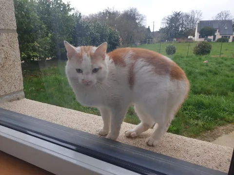 Chat trouvé