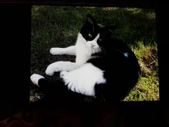 Chat perdu Européen