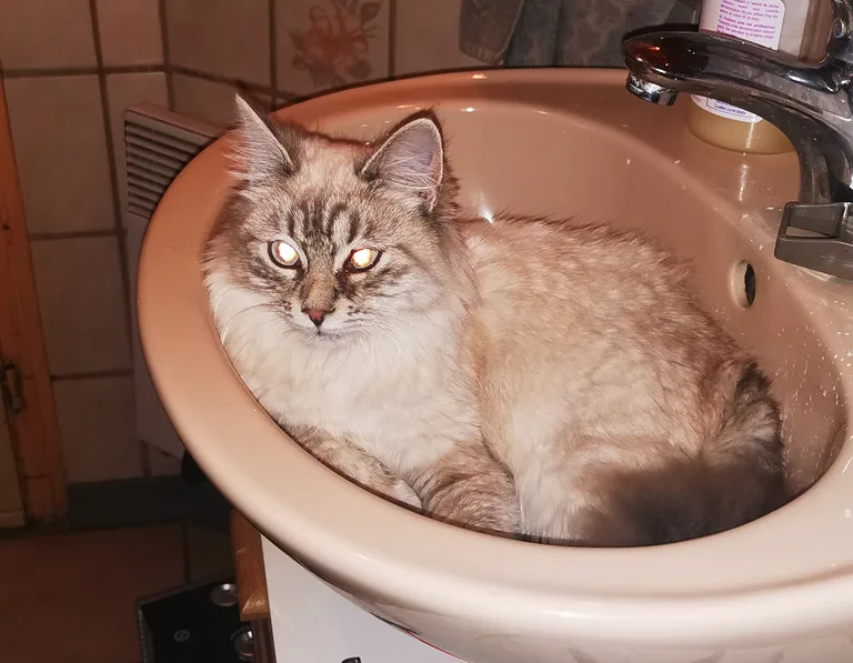 Suri